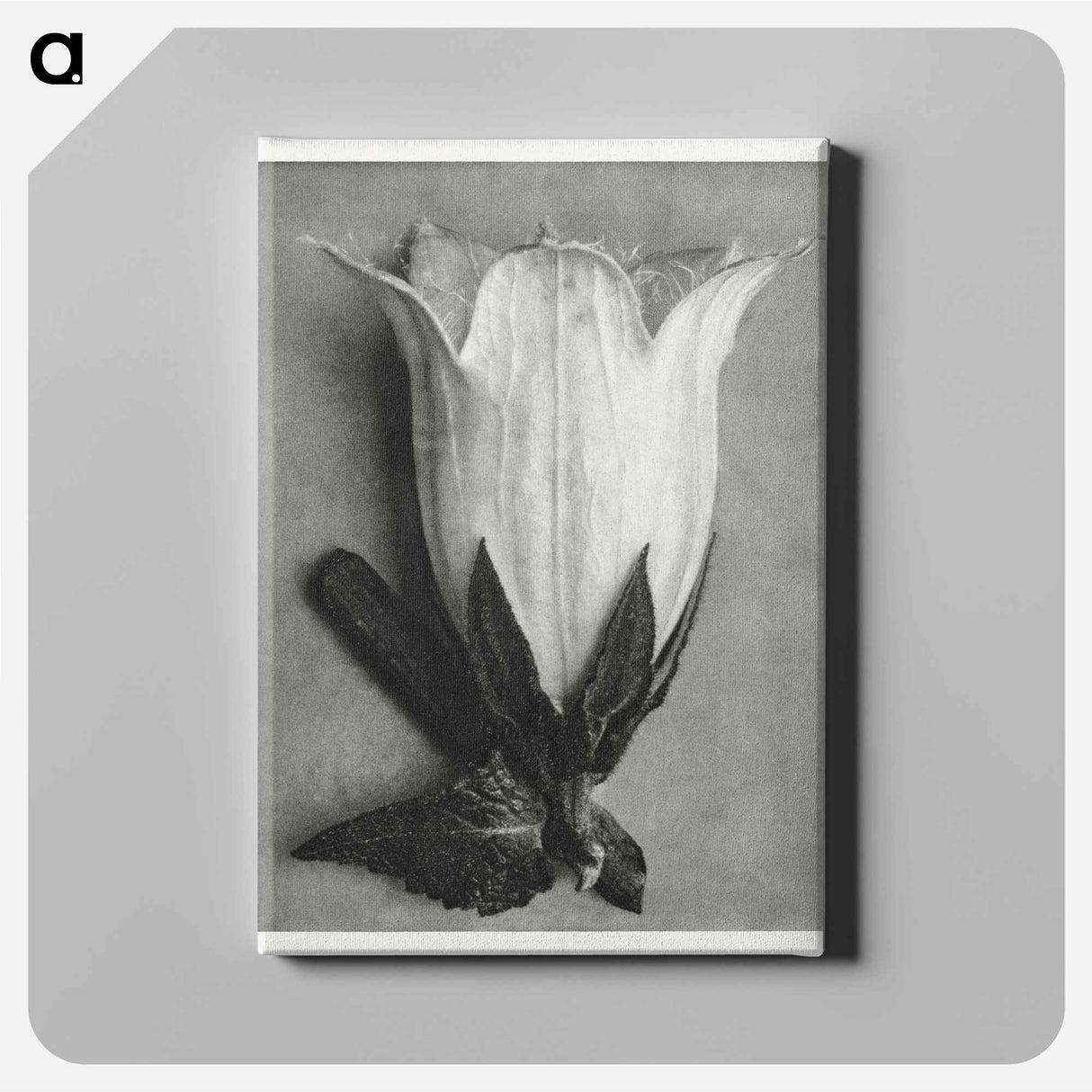 Campanula Alliariifolia - カール ブロスフェルト Canvas.