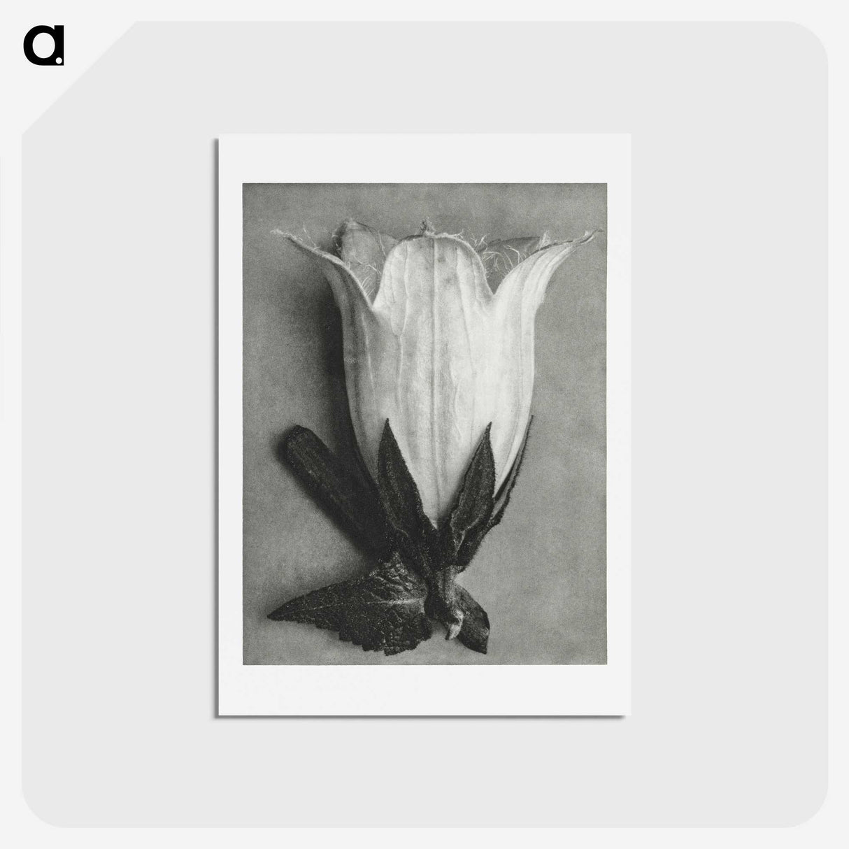 1-51_Karl-Blossfeldt_hagaki