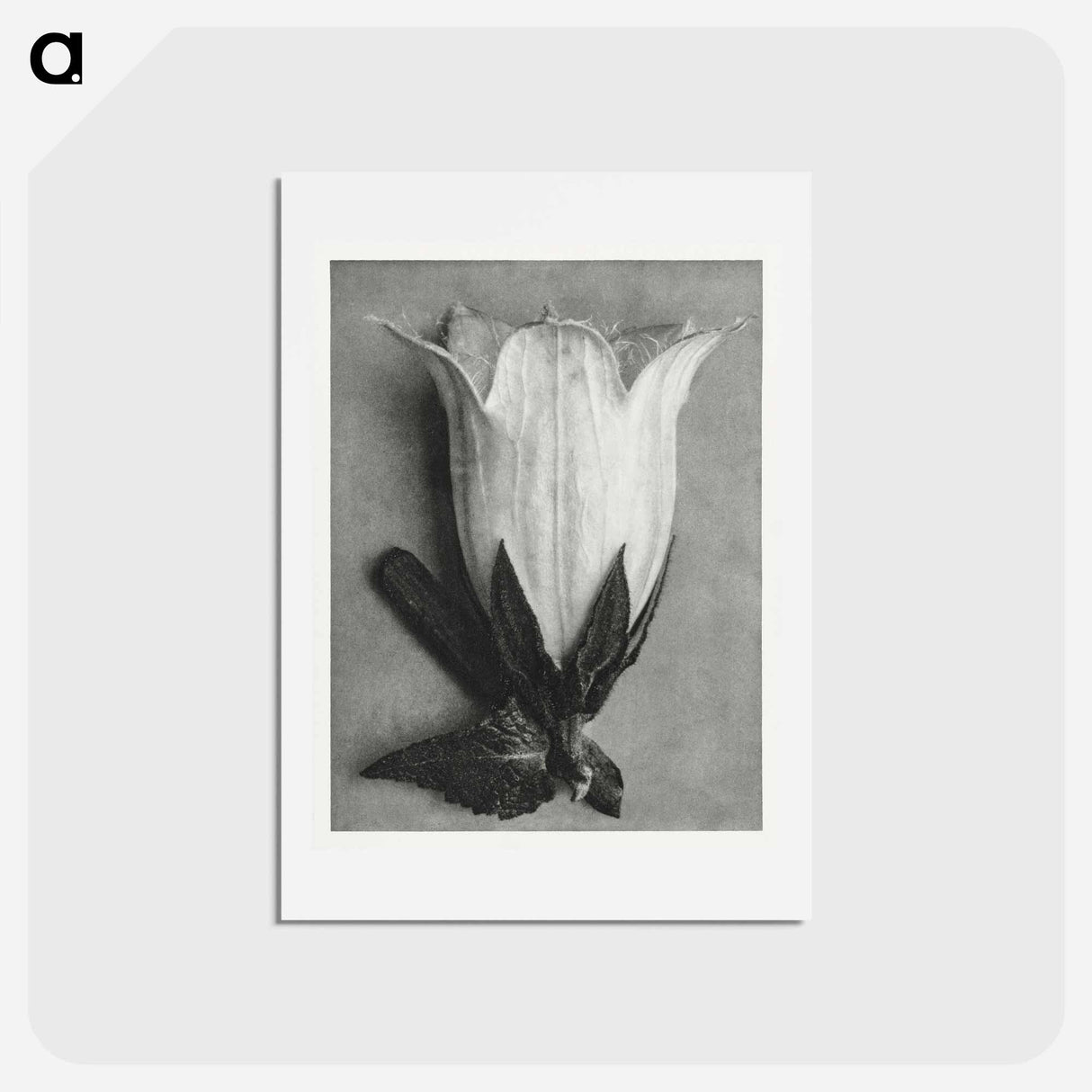 アートポストカード-Campanula Alliariifolia - カール ブロスフェルト Postcard.