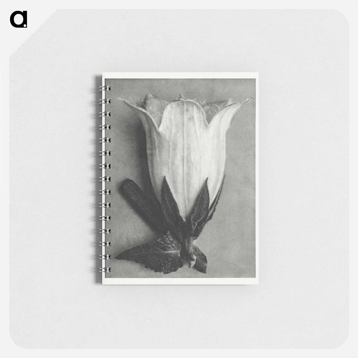 Campanula Alliariifolia - カール ブロスフェルト Memo.