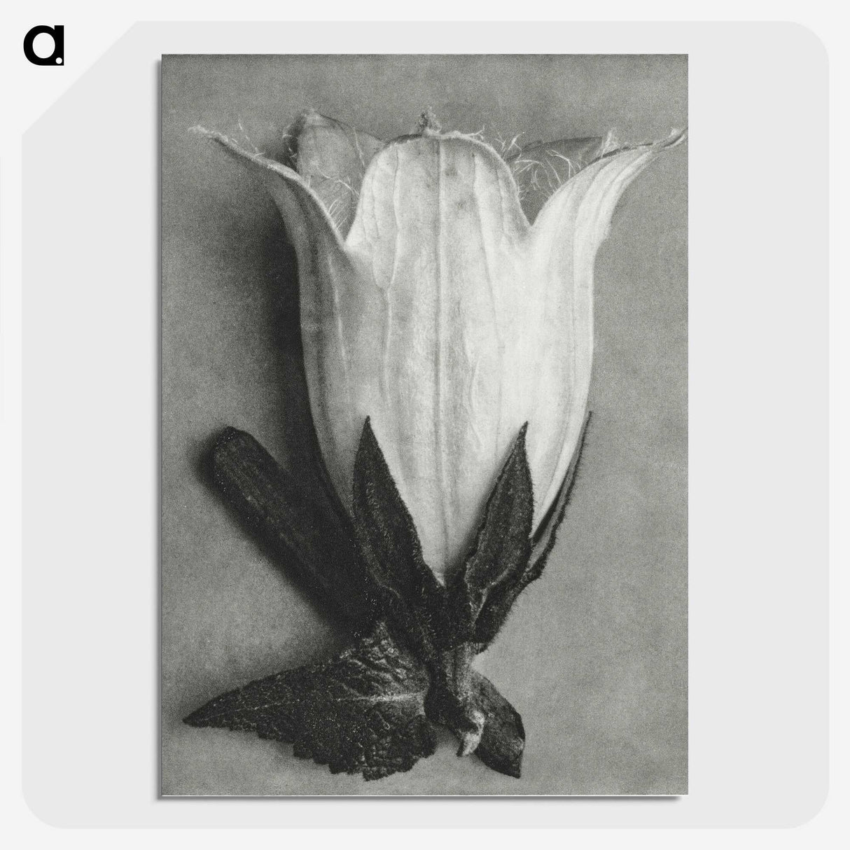 1-51_Karl-Blossfeldt_picture-crop