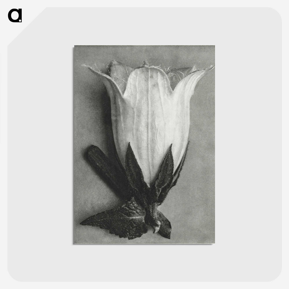 1-51_Karl-Blossfeldt_postcard