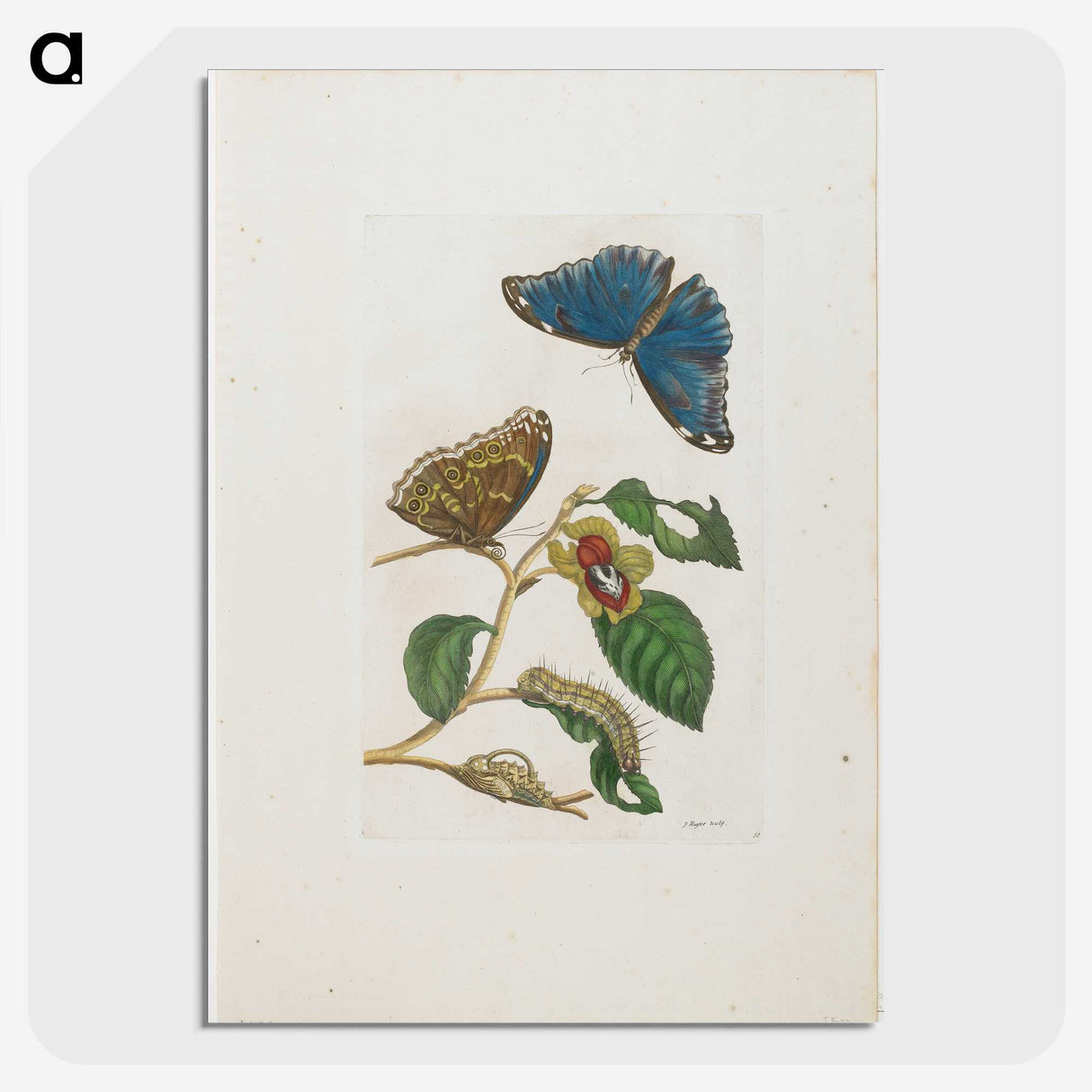 1-51_Maria-Sibylla-Merian_picture-crop