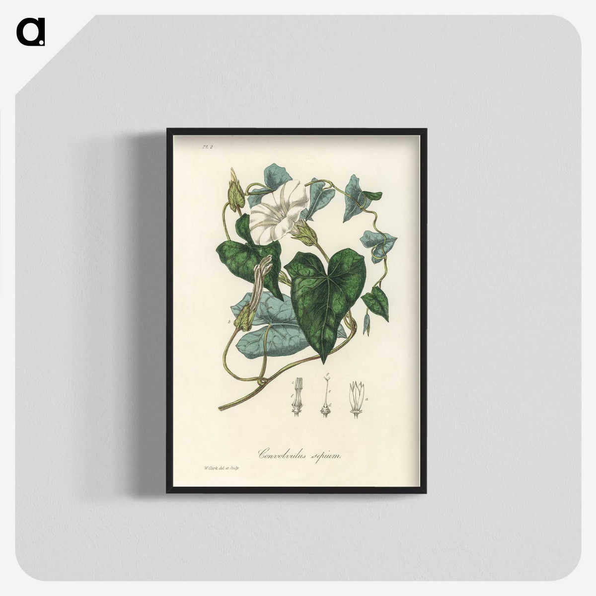 1-51_Medical-Botany_blk-crop