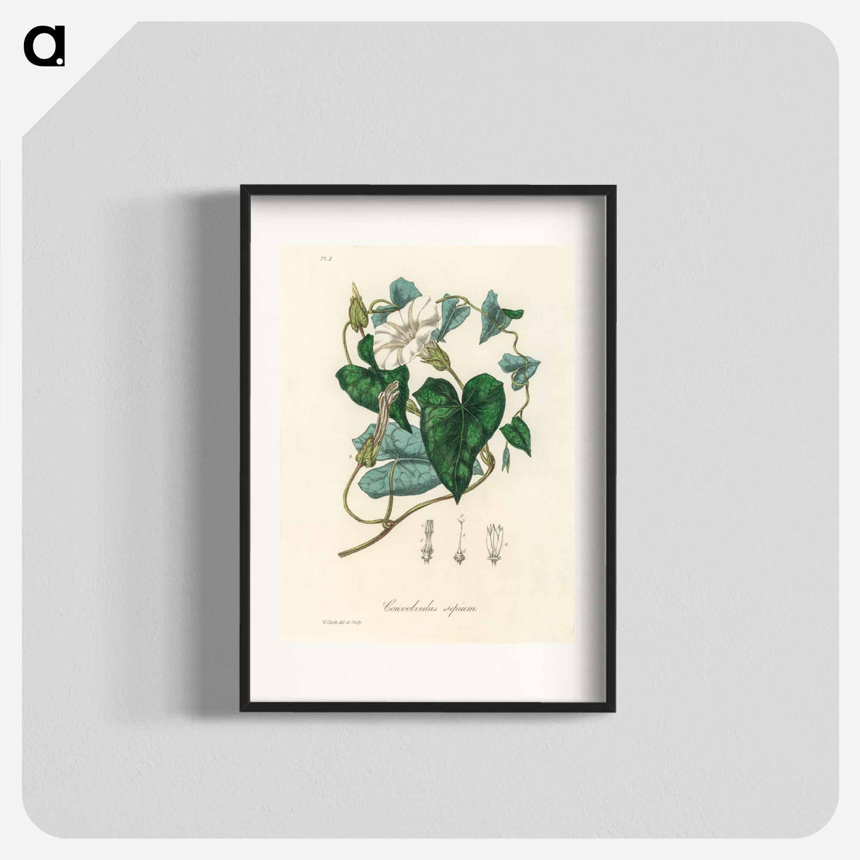アートポスター-Bindweed
- 薬用植物学 Poster.