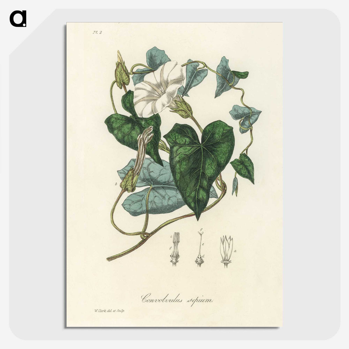 1-51_Medical-Botany_picture-crop