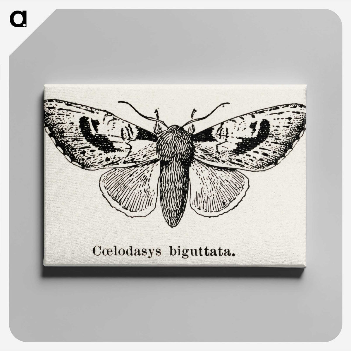 1-51_Moths-and-Butterflies-of-the-United-States_canvas