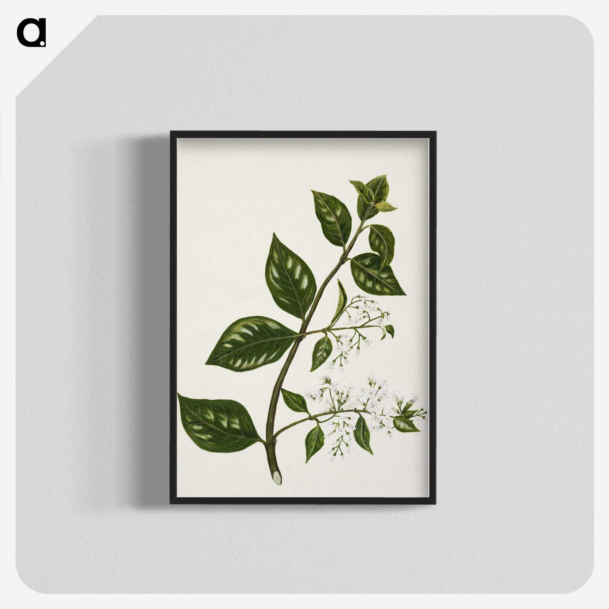 1-51_Native-Flowering-Plants-of-New-Zealand_blk-crop