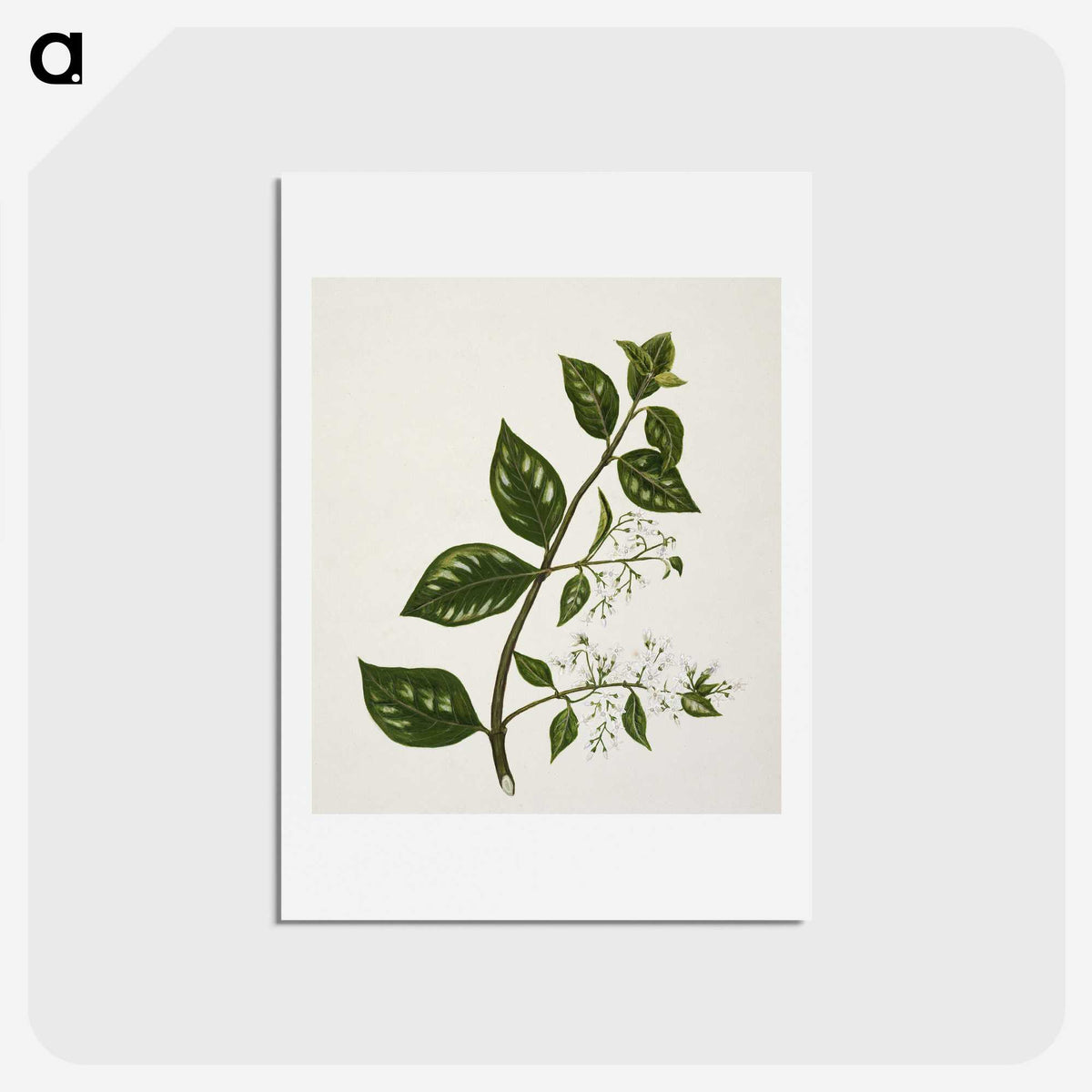 1-51_Native-Flowering-Plants-of-New-Zealand_hagaki