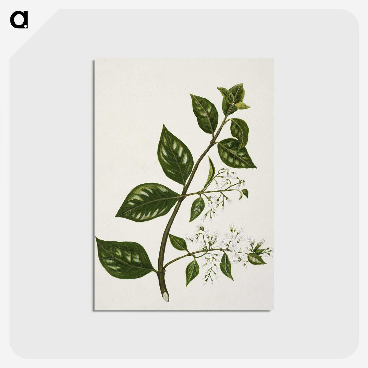1-51_Native-Flowering-Plants-of-New-Zealand_postcard