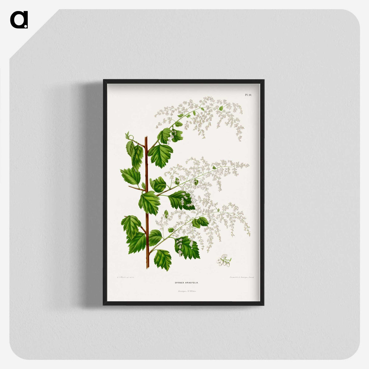 1-51_Nederlandsche-Flora-en-Pomona_blk-crop