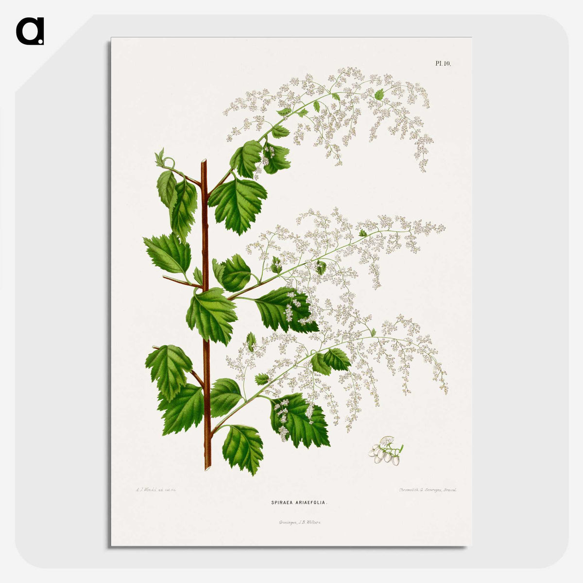 1-51_Nederlandsche-Flora-en-Pomona_picture-crop
