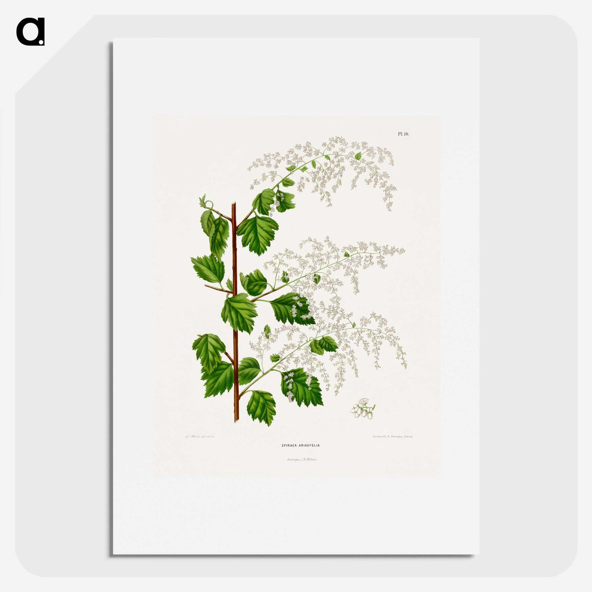 1-51_Nederlandsche-Flora-en-Pomona_picture