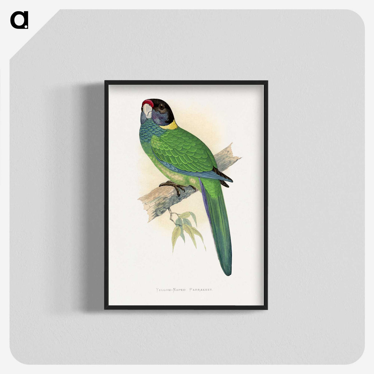 1-51_Parrots-in-Captivity_blk-crop