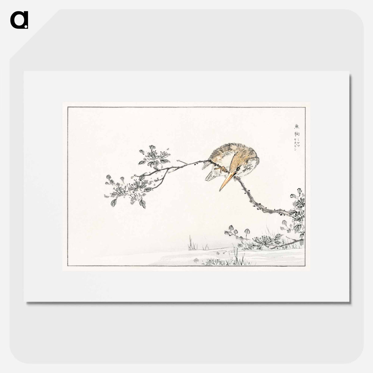 アートポスター-Japanese Pied Kingfisher
- 鳥類図鑑 Poster.