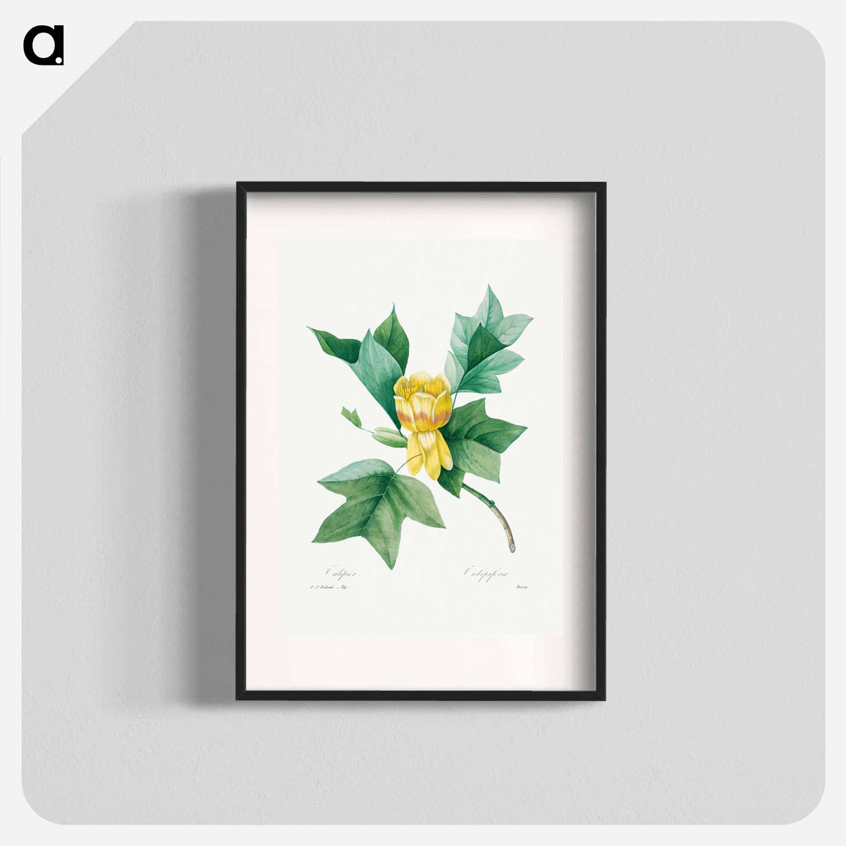 Tulipifera - Pierre Joseph Redouté Poster.