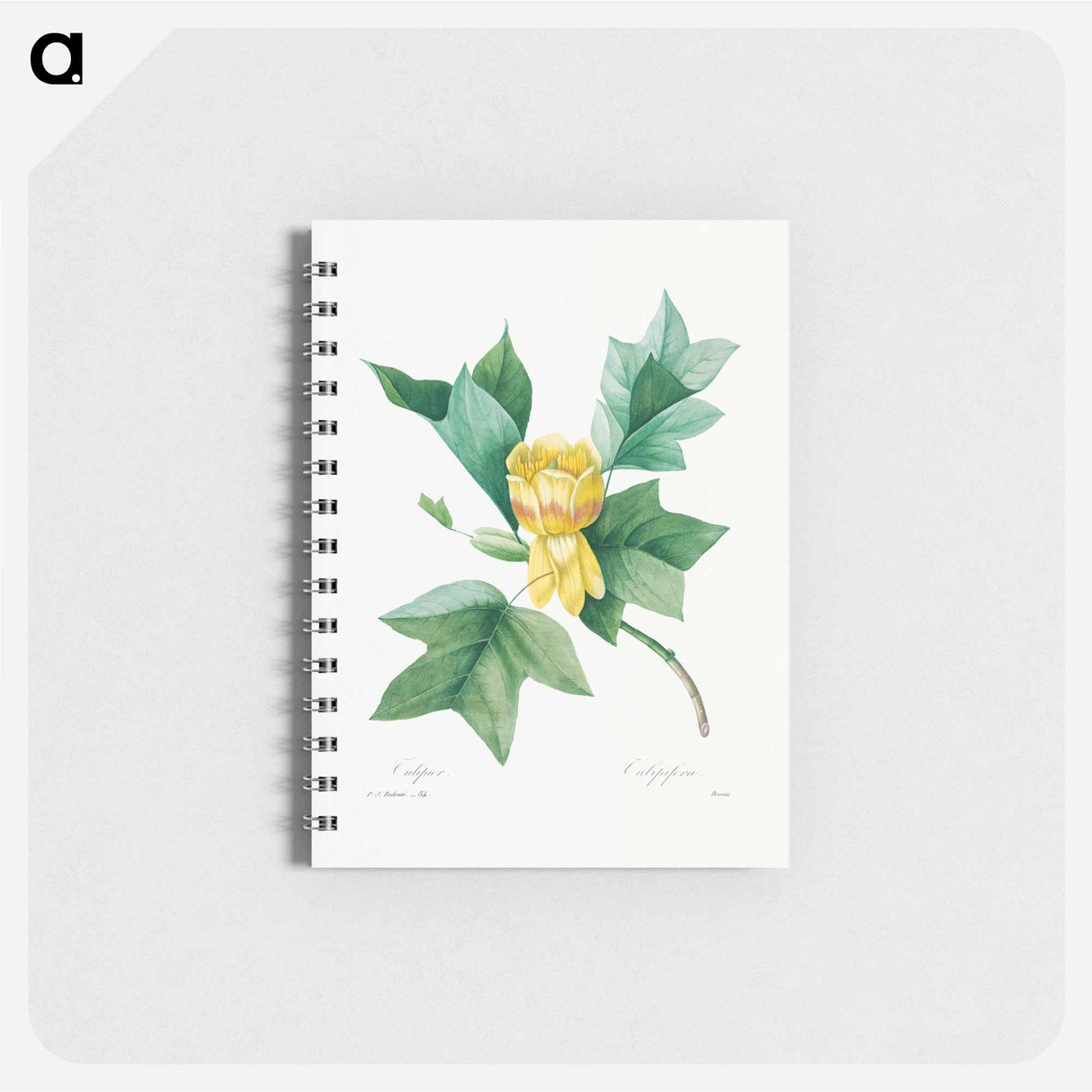 アートメモ帳-Tulipifera - ピエール ジョゼフ ルドゥーテ Memo.
