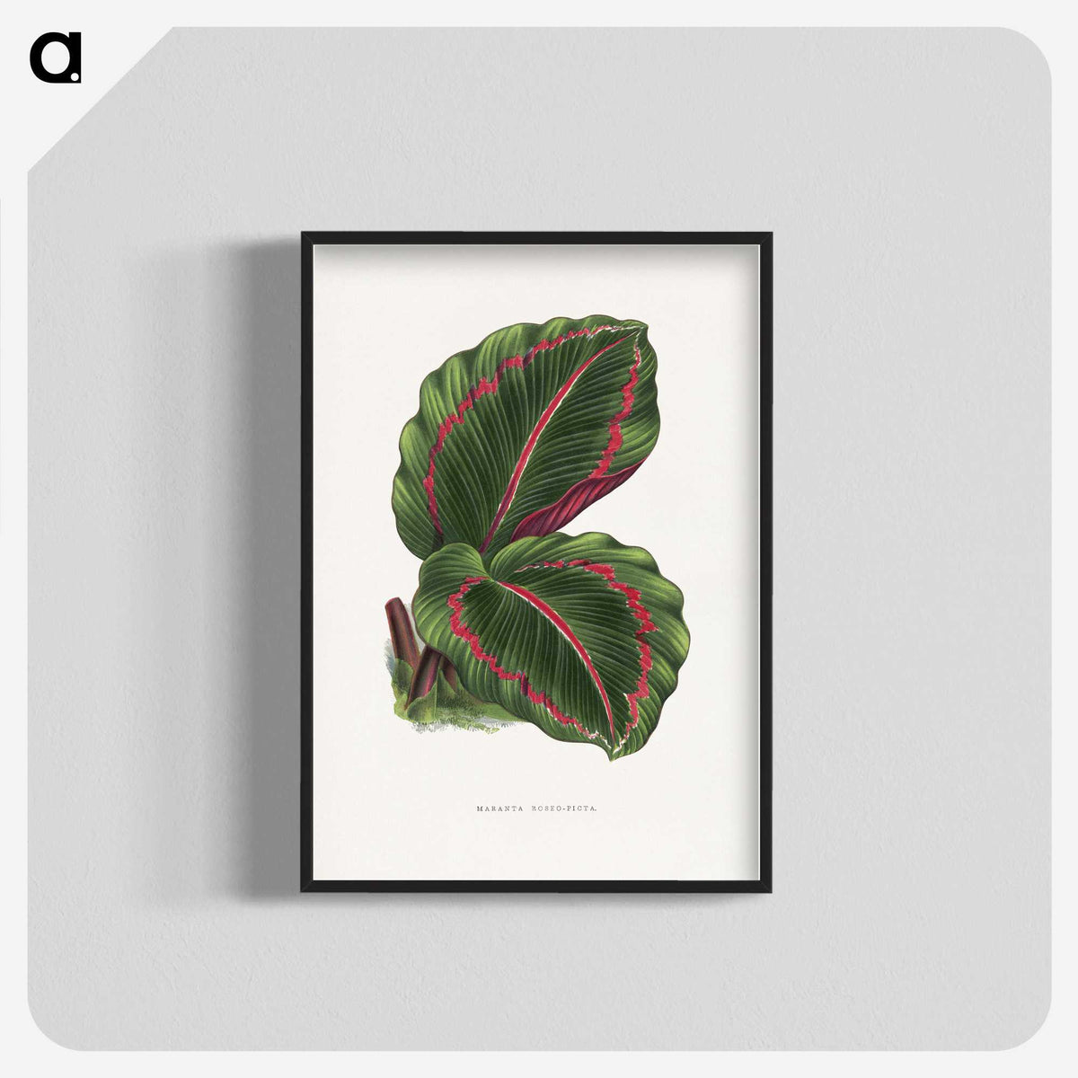 1-51_Plants-with-Colored-Foliage_blk-crop