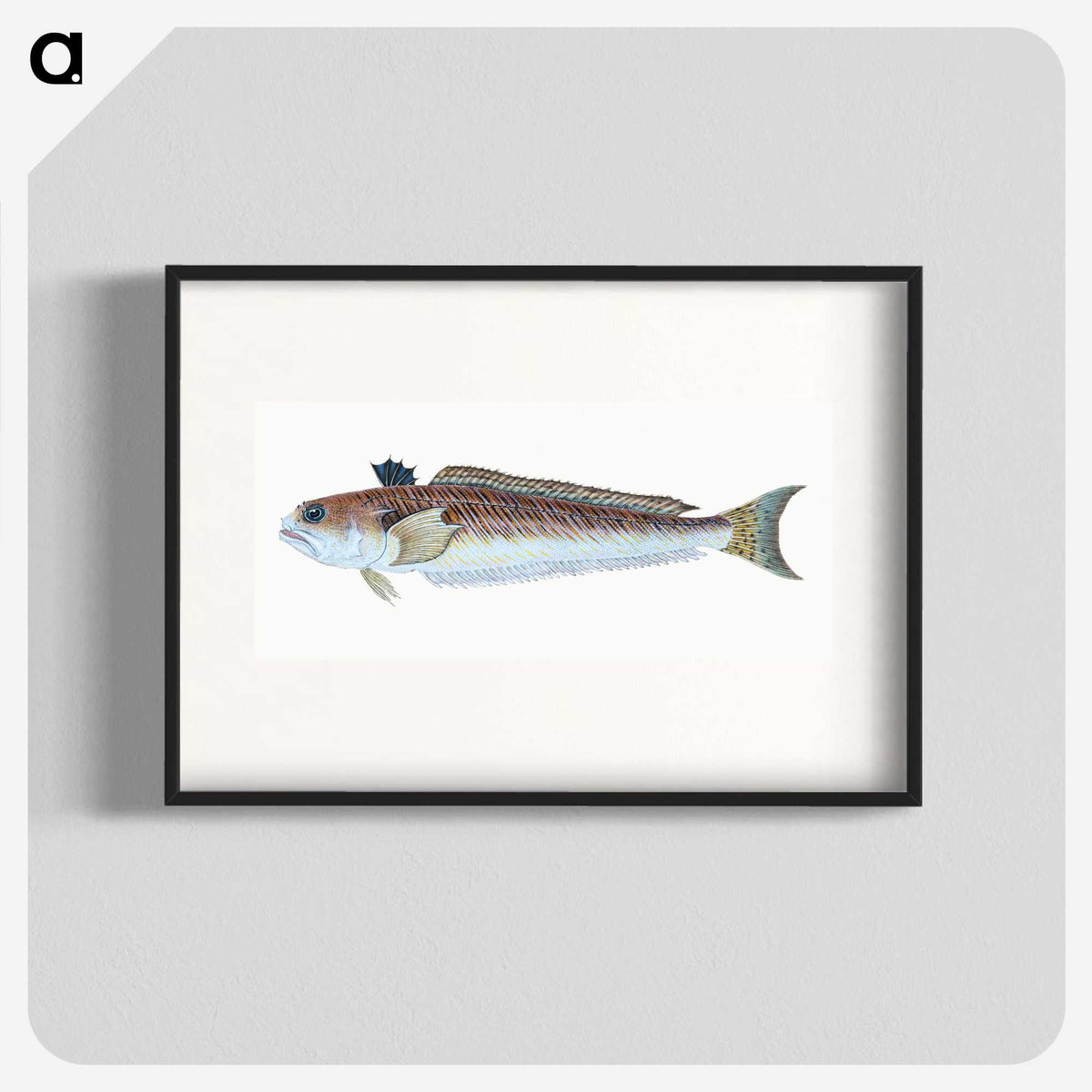 1-51_The-Natural-History-of-British-Fishes_blk