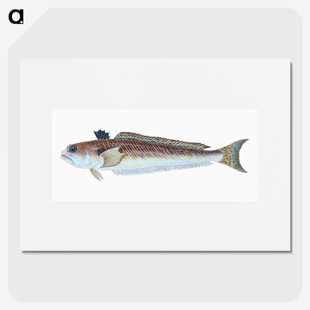 1-51_The-Natural-History-of-British-Fishes_picture