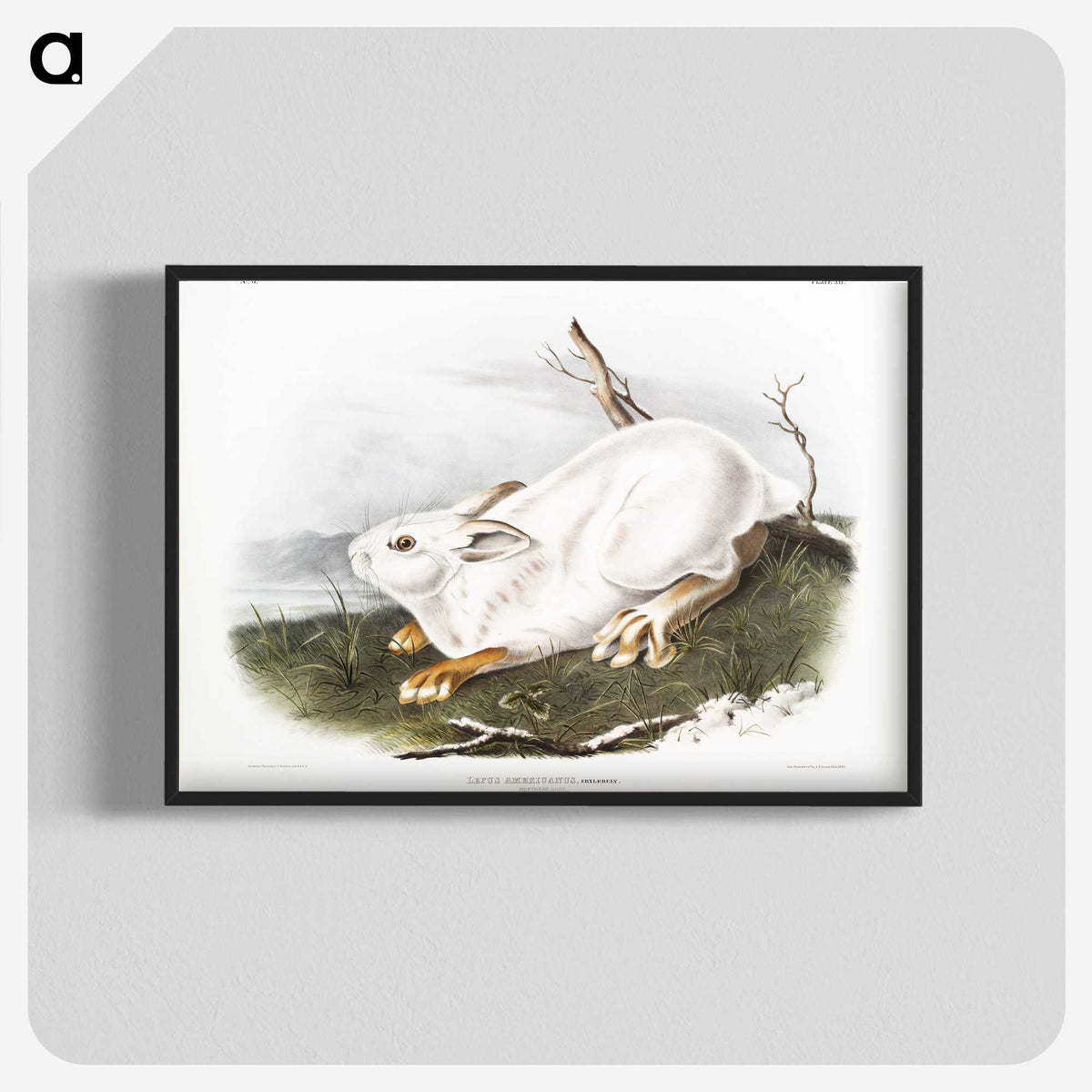 1-51_The-Viviparous-Quadrupeds_blk-crop