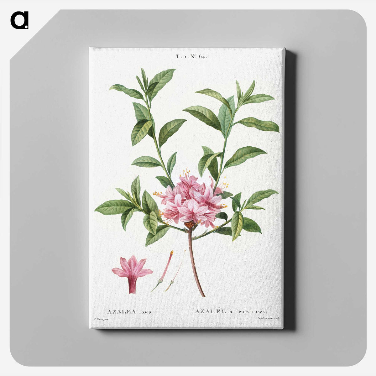 1-51_Treatise-on-Trees-and-Shrubs_canvas