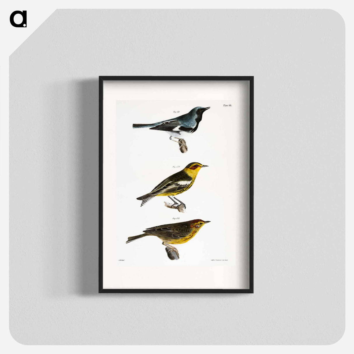 The Black-throated Blue Warbler - ニューヨークの動物学 Poster.