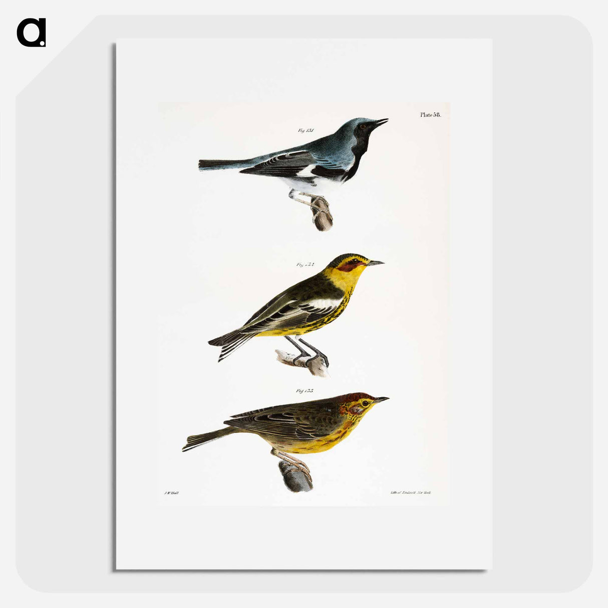 The Black-throated Blue Warbler - ニューヨークの動物学 Poster.