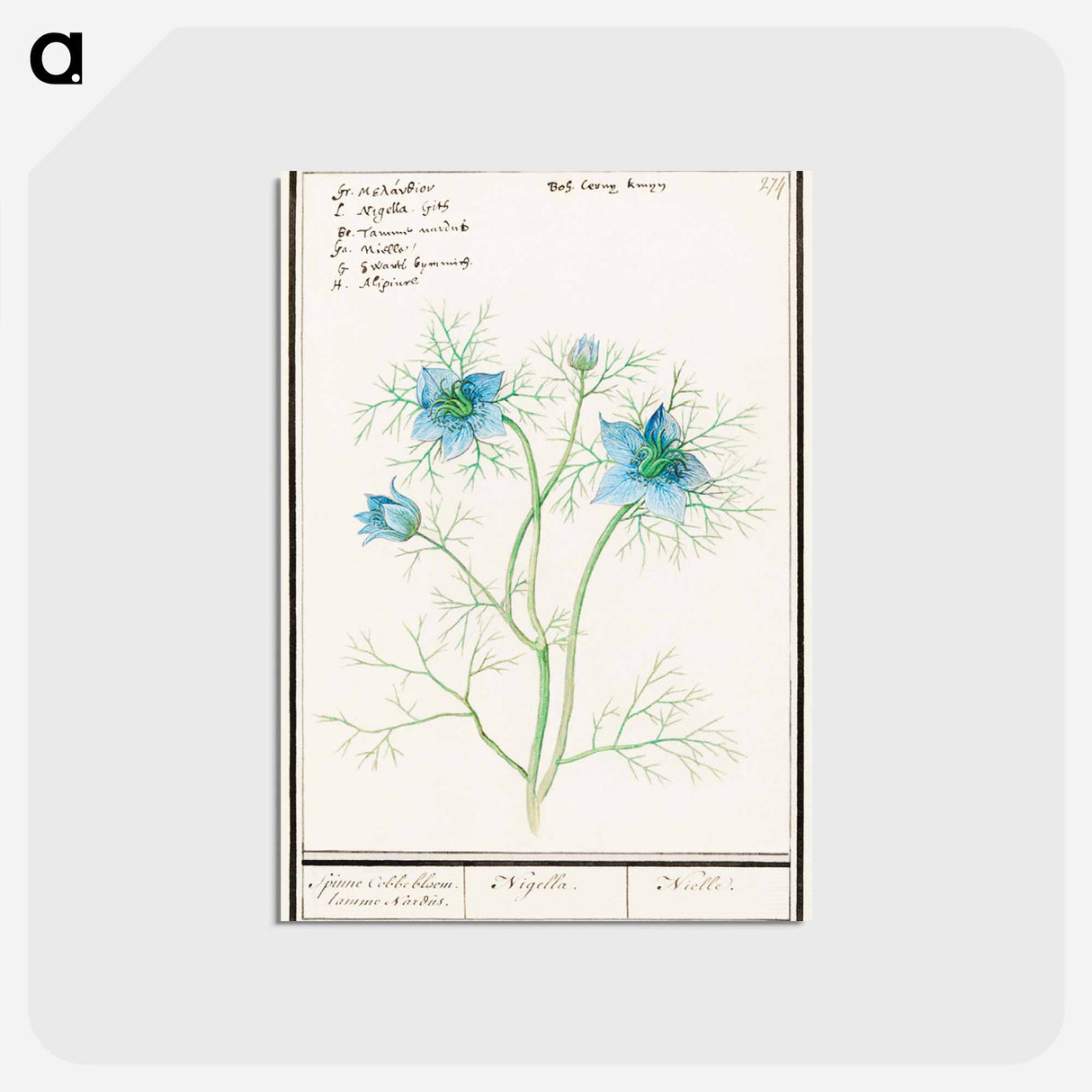 アートポストカード-Damsel-in-the-green - アンセルムス ボエティウス デ ブート Postcard.
