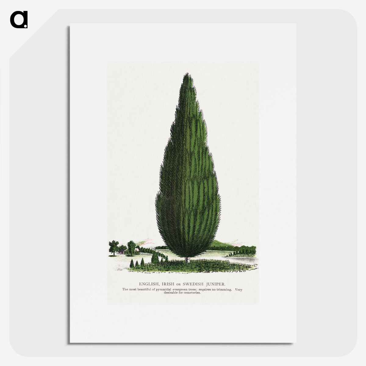 1-52_Botanical-Specimen-Plates_picture