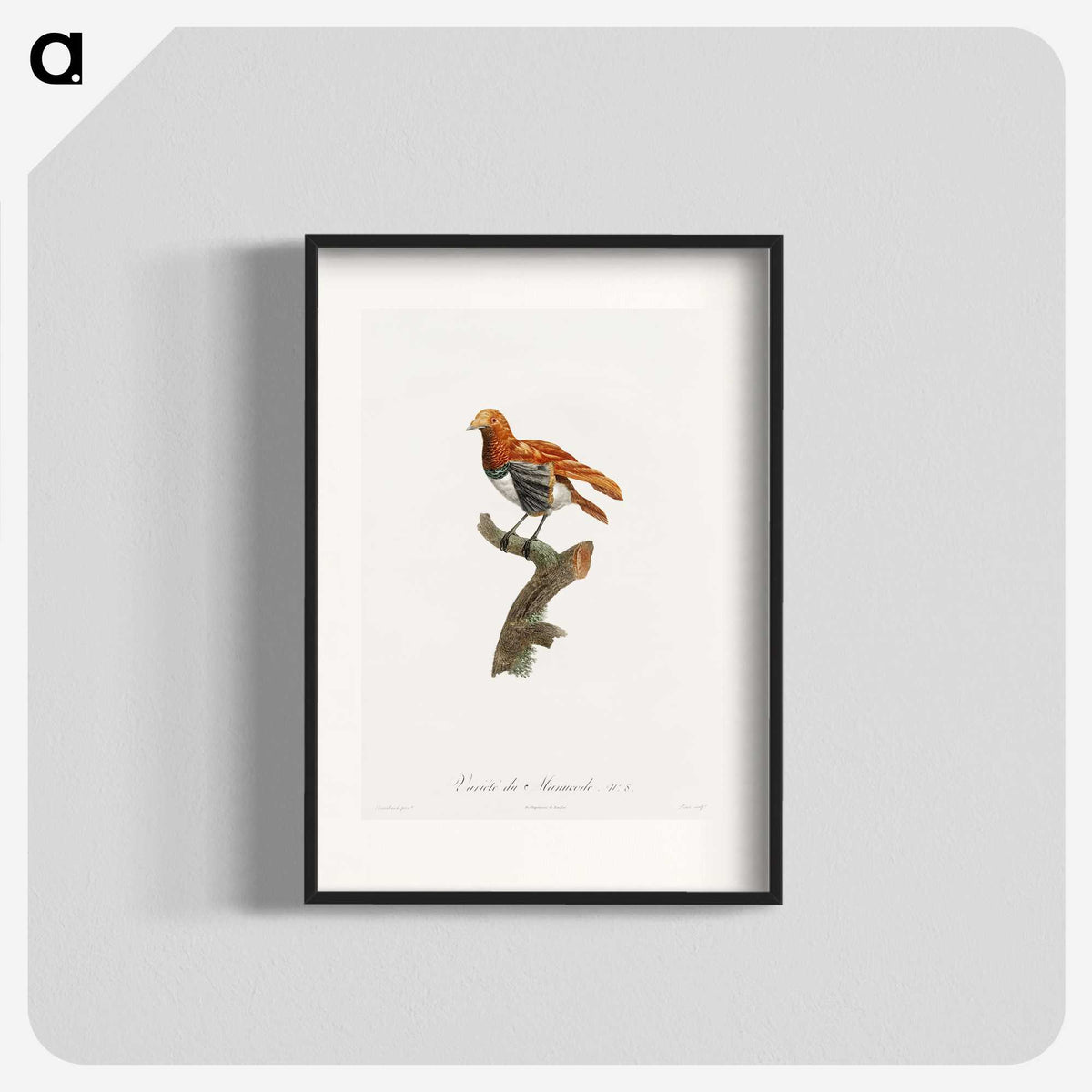 1-52_Des-Oiseaux-de-Paradis_blk