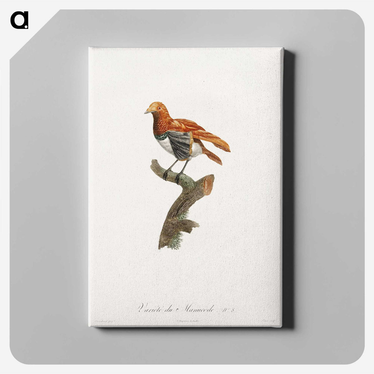 1-52_Des-Oiseaux-de-Paradis_canvas