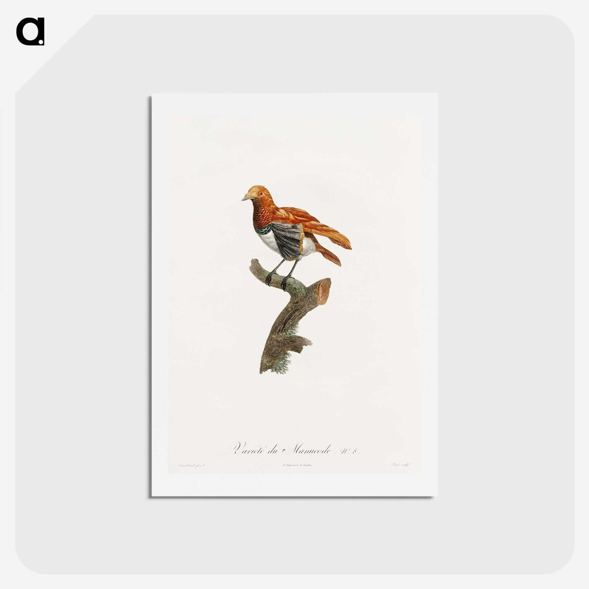 1-52_Des-Oiseaux-de-Paradis_hagaki