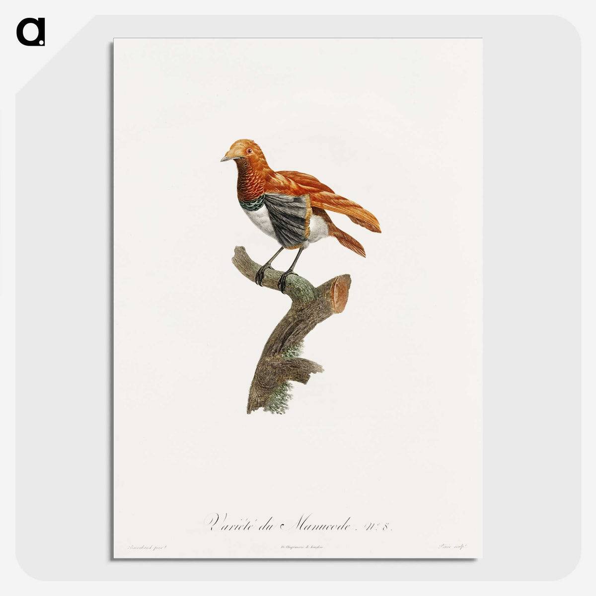 1-52_Des-Oiseaux-de-Paradis_picture-crop