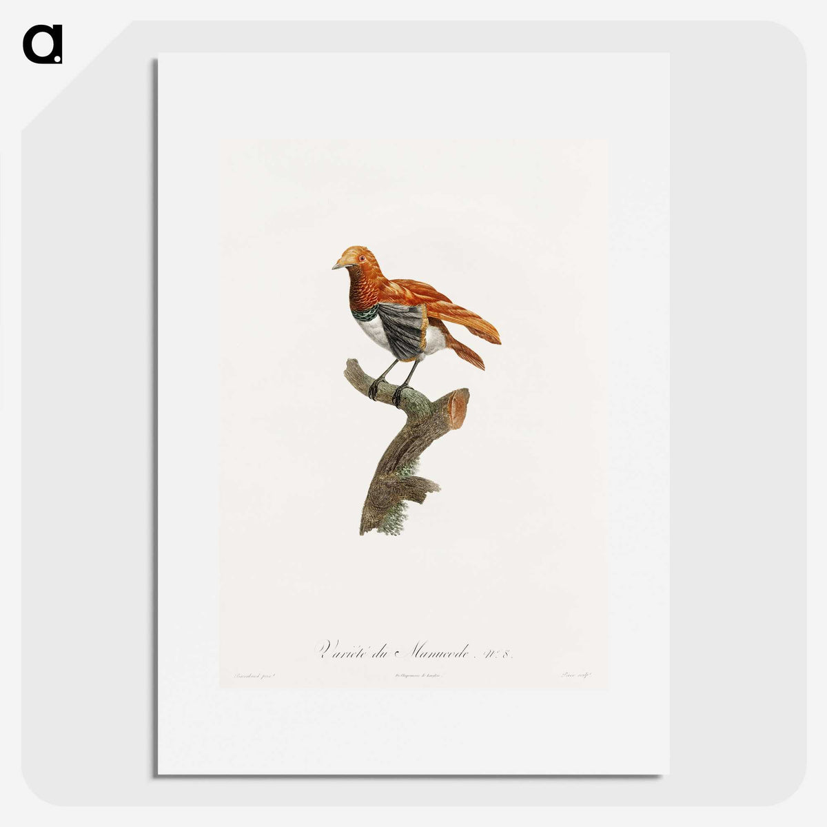 1-52_Des-Oiseaux-de-Paradis_picture