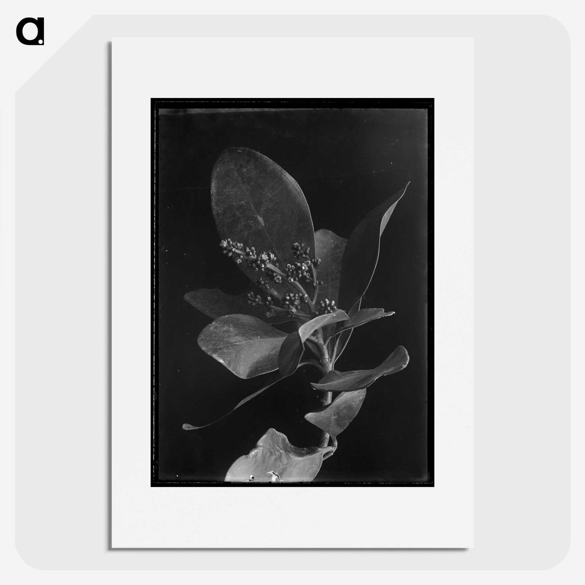 1-52_Frederick-Charles-Brockett_picture