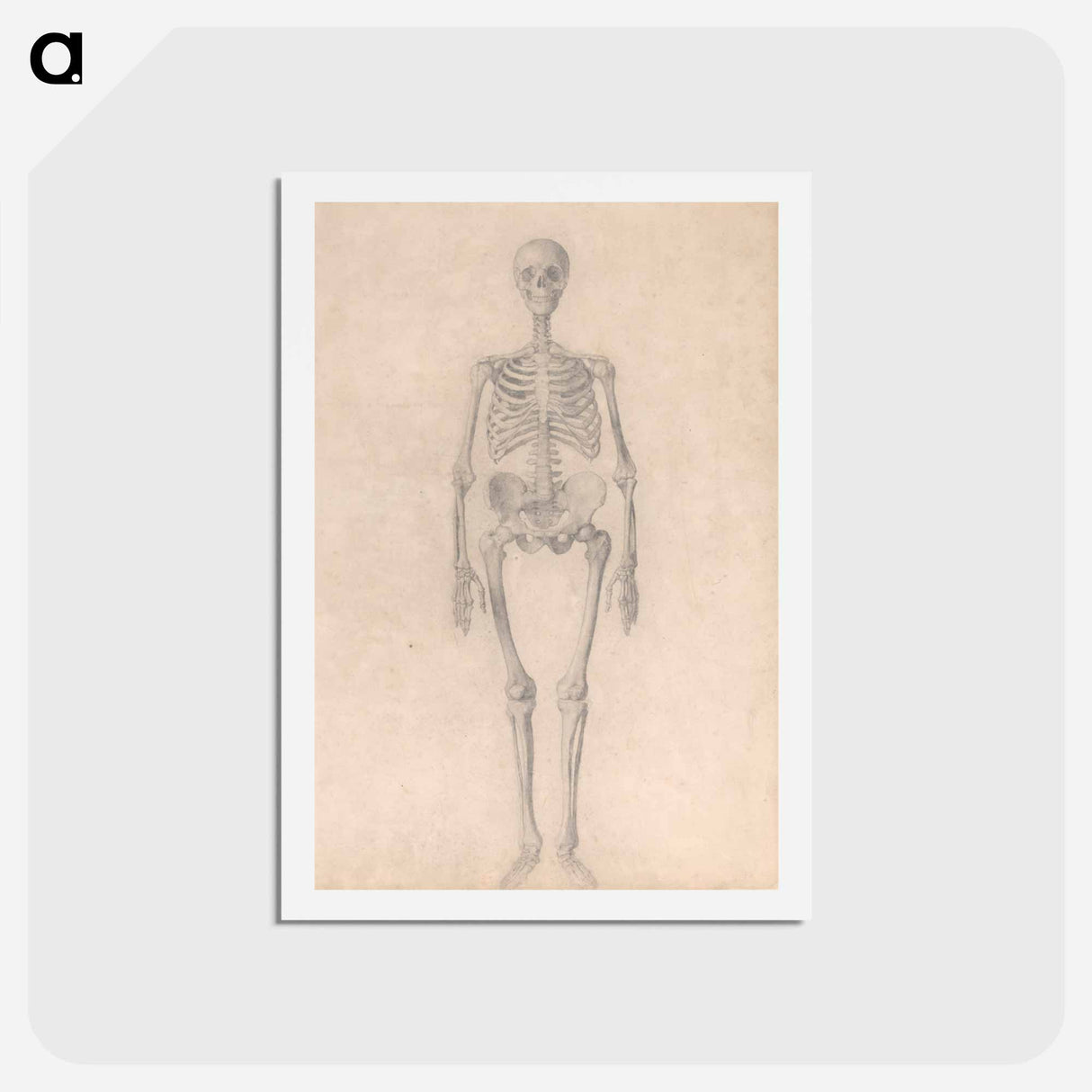 アートポストカード-Human Skeleton, Anterior View
- ジョージ スタッブス Postcard.