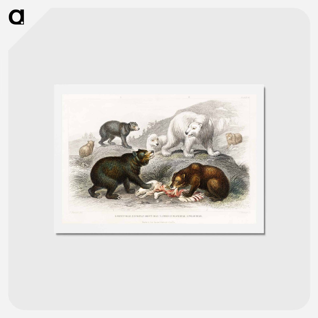 アートポストカード-Bears from Animated Nature
- ゴールドスミスの生き生きとした自然 Postcard.