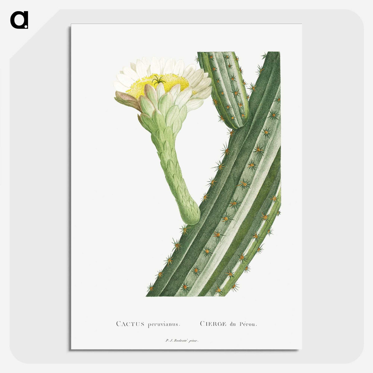 1-52_Histoire-des-Plantes-Grasses_picture-crop