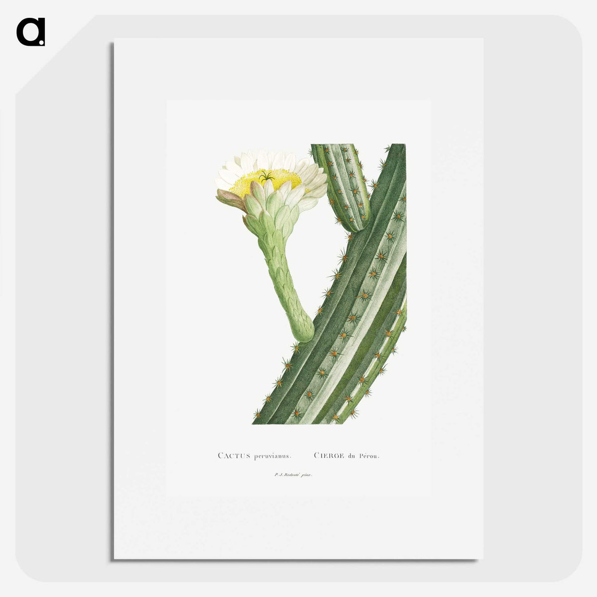1-52_Histoire-des-Plantes-Grasses_picture