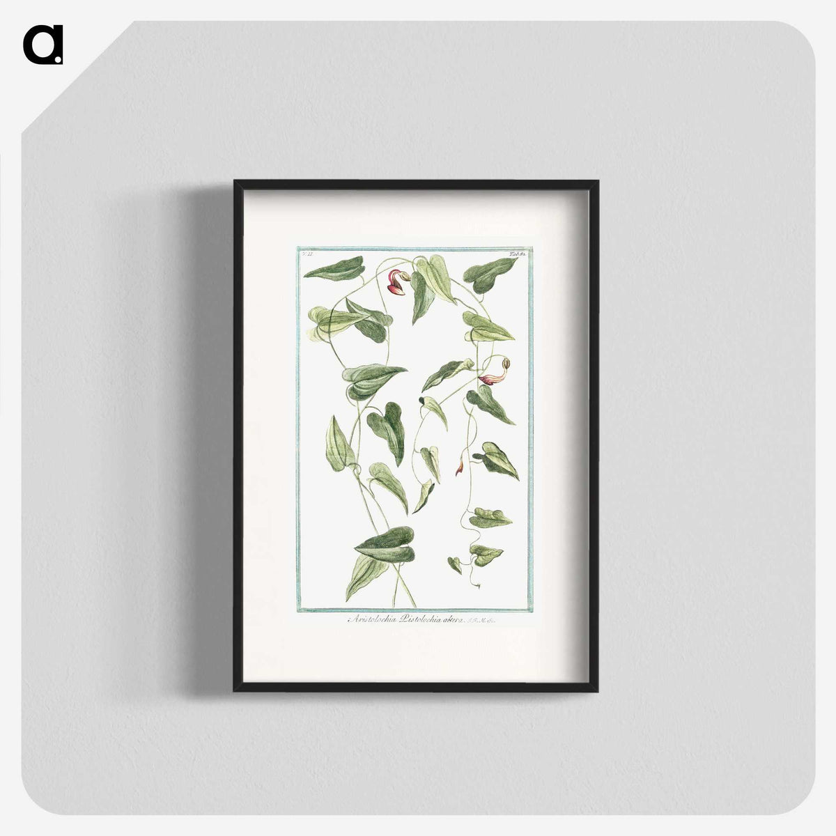 1-52_Hortus-Romanus-Botanical-Plates_blk