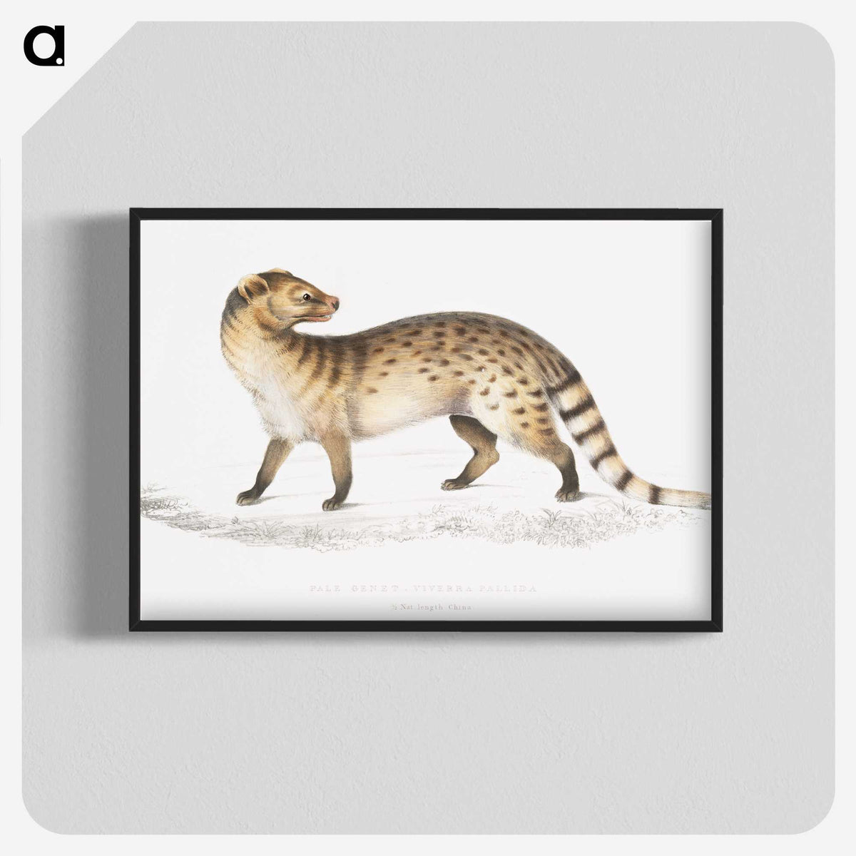 1-52_Indian-Zoology_blk-crop