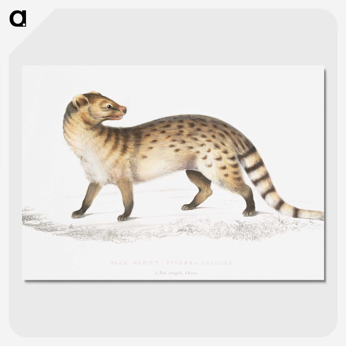 1-52_Indian-Zoology_picture-crop