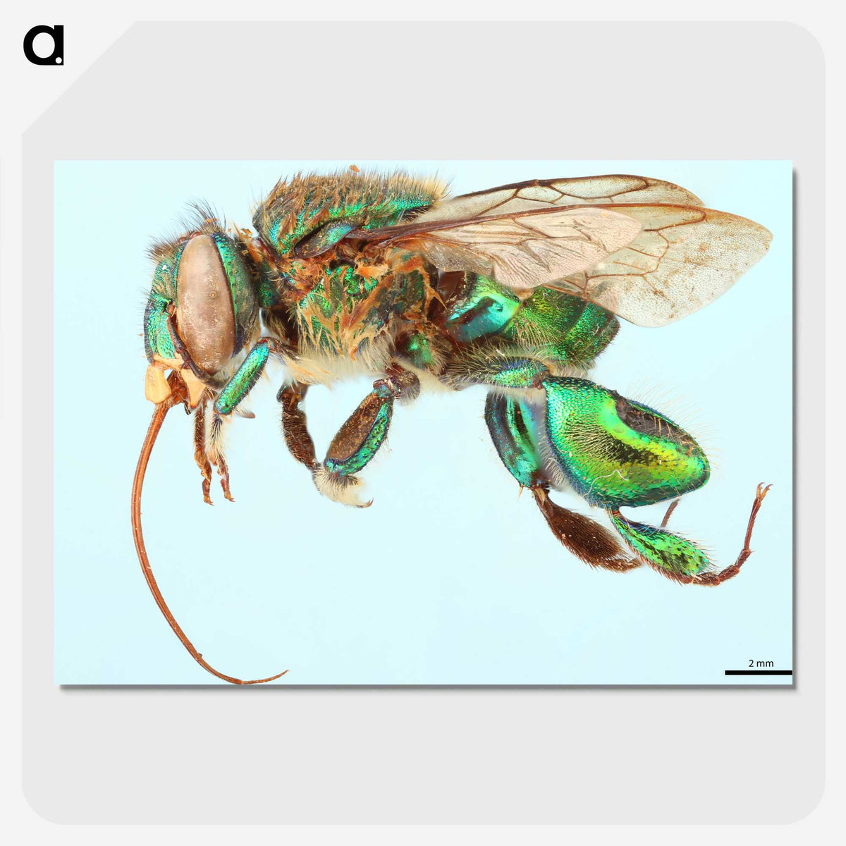 1-52_Insects-Unlocked-Project_picture-crop