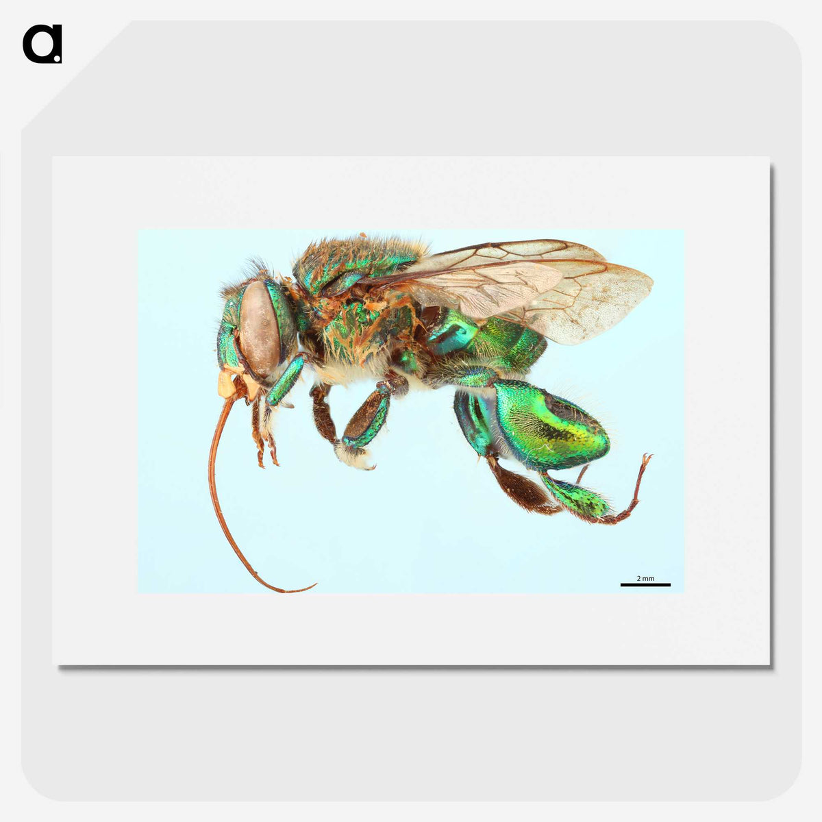 1-52_Insects-Unlocked-Project_picture