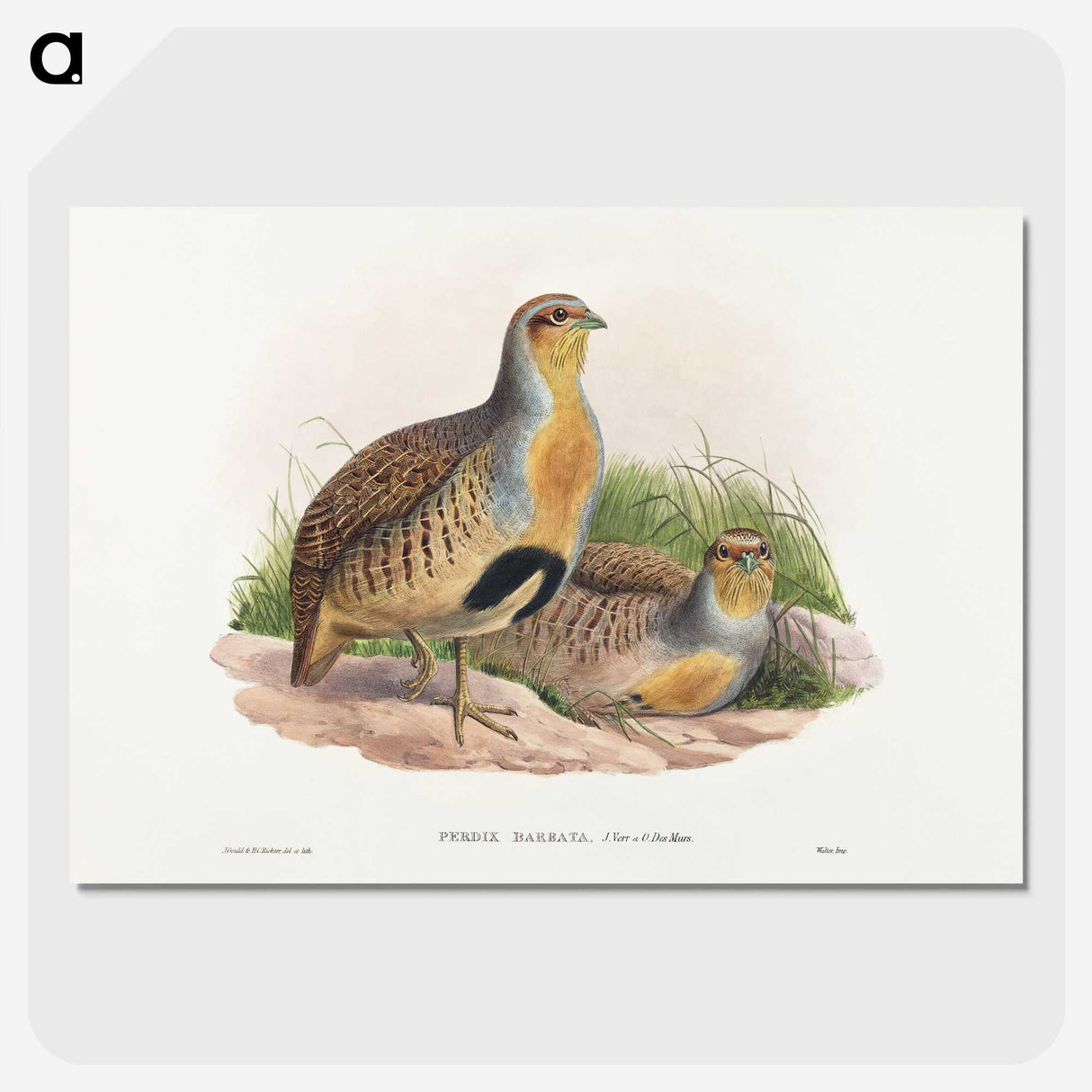 1-52_John-Gould_picture-crop