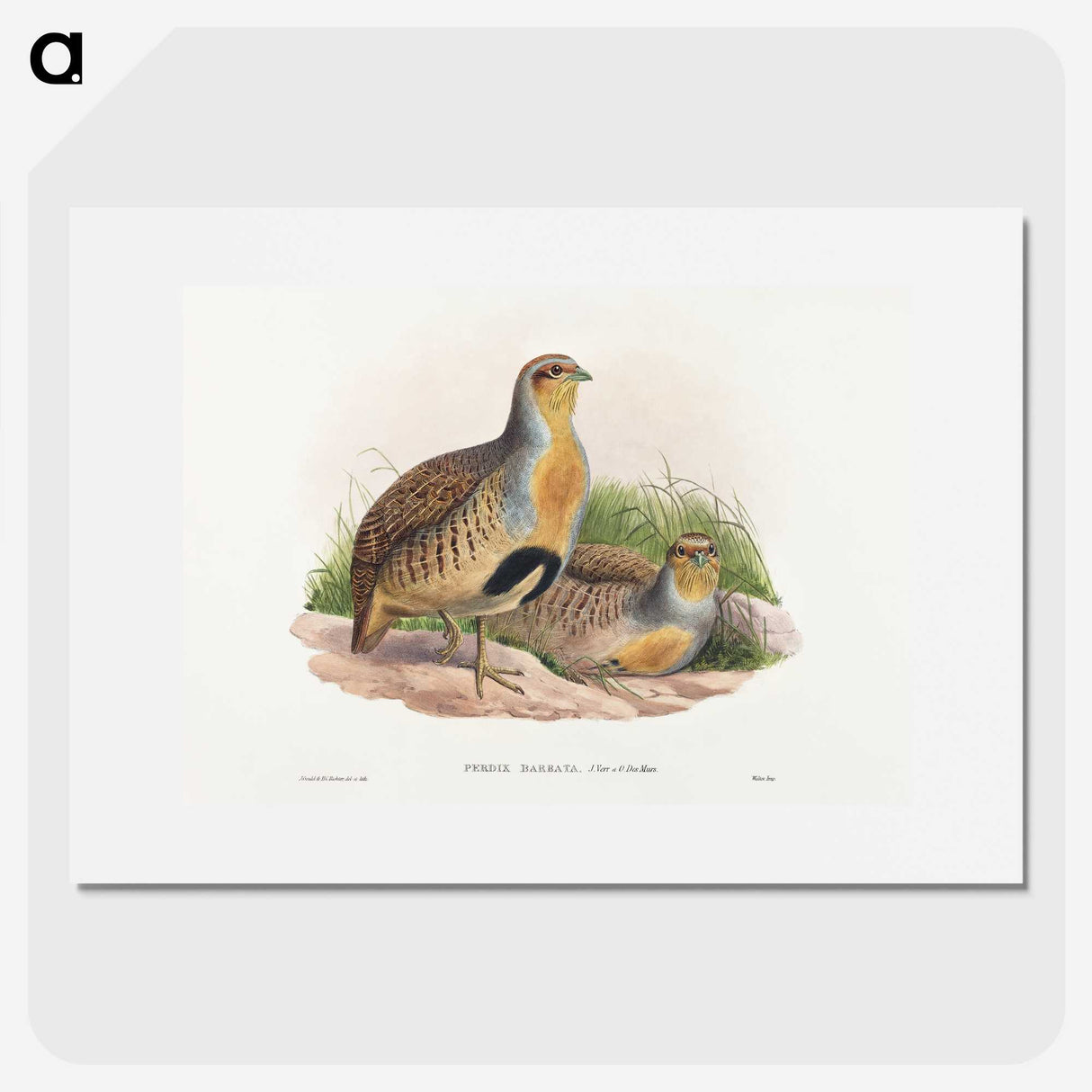 1-52_John-Gould_picture
