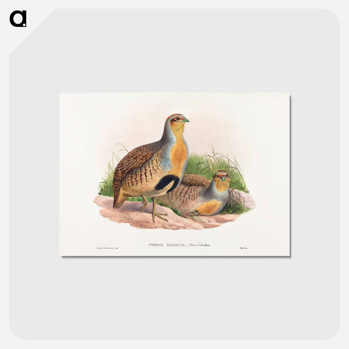 アートポストカード-Daurian Partridge
- ジョン グールド Postcard.