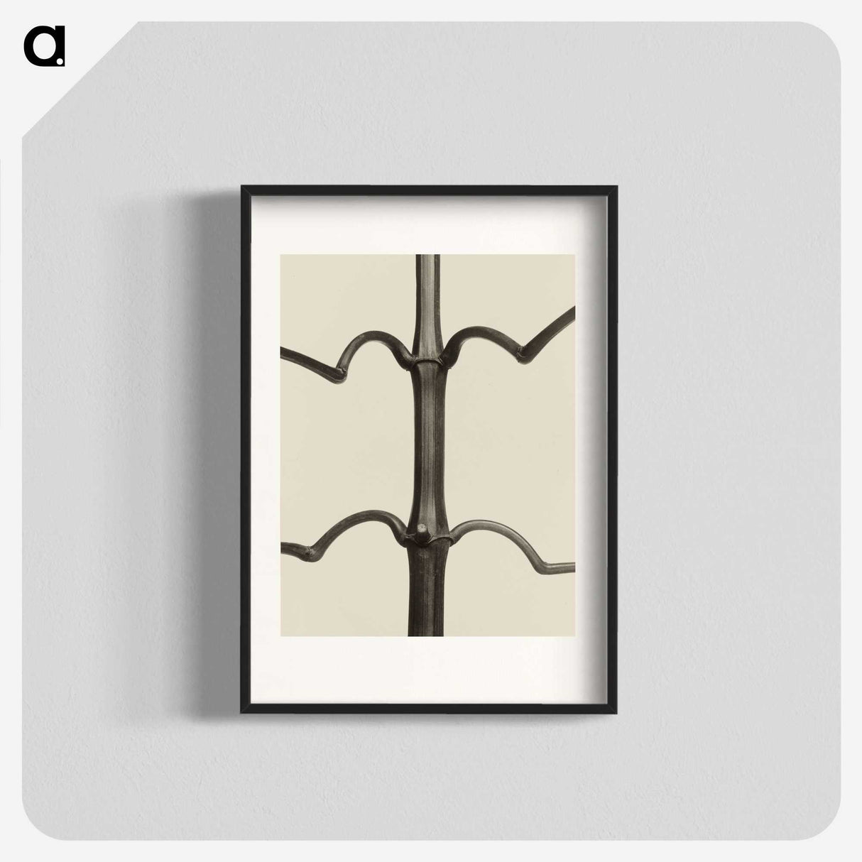1-52_Karl-Blossfeldt_blk