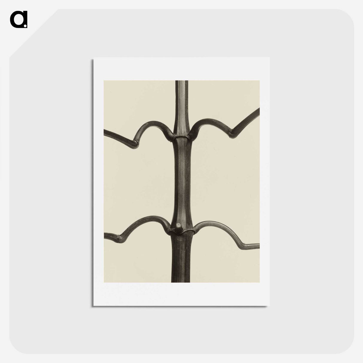 1-52_Karl-Blossfeldt_hagaki